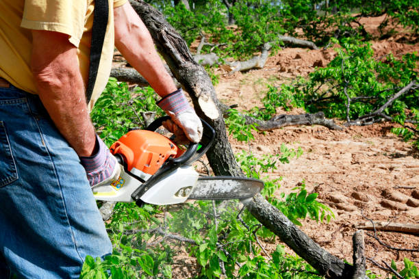 Best Lot and Land Clearing Services  in USA